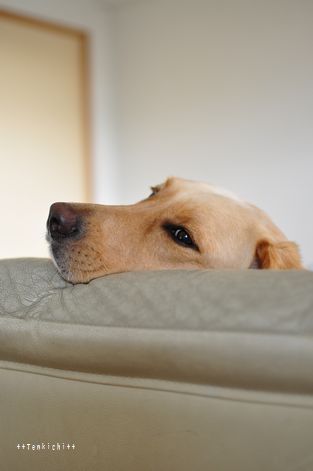 母ちゃんちの晩御飯とどたばた日記
