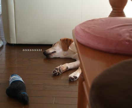 寝る犬