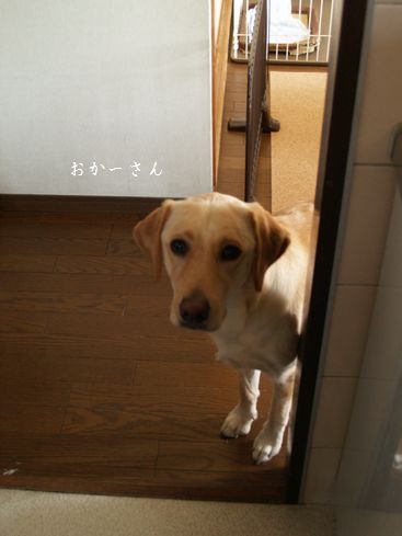 母ちゃんちの晩御飯とどたばた日記-ストーカー