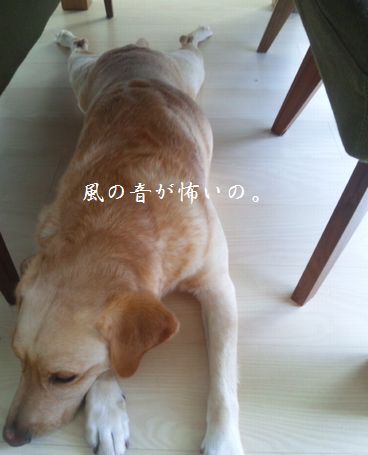 井上かなえオフィシャルブログ　「母ちゃんちの晩御飯とどたばた日記」Powered by Ameba
