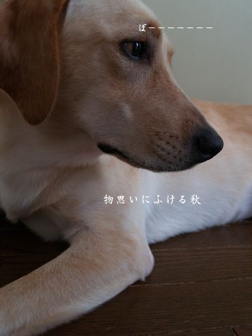 母ちゃんちの晩御飯とどたばた日記-P8295866