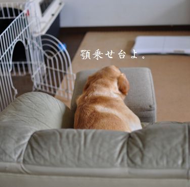 母ちゃんちの晩御飯とどたばた日記