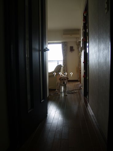 tenkichiのブログ-PC178580