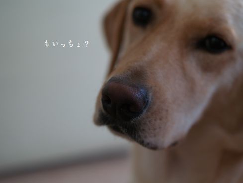 母ちゃんちの晩御飯とどたばた日記