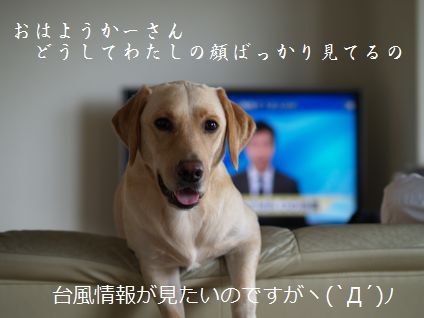 母ちゃんちの晩御飯とどたばた日記