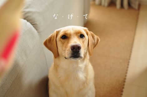 井上かなえオフィシャルブログ　「母ちゃんちの晩御飯とどたばた日記」Powered by Ameba