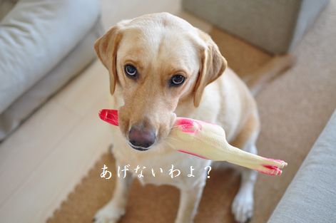 井上かなえオフィシャルブログ　「母ちゃんちの晩御飯とどたばた日記」Powered by Ameba