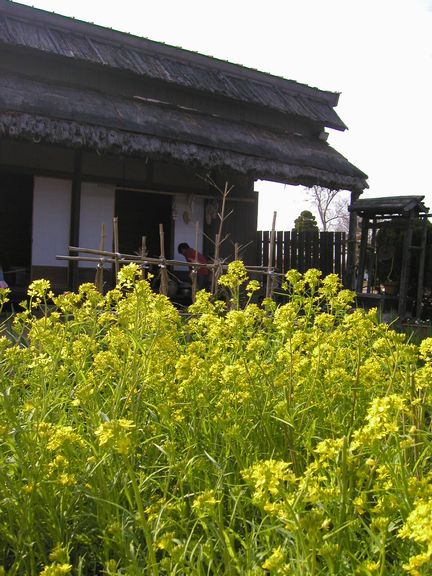 菜の花とか