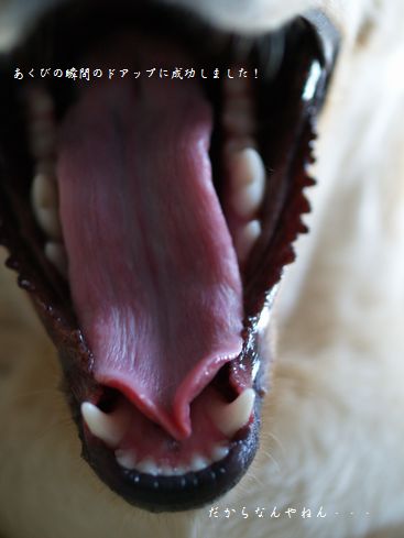 どあっぷ