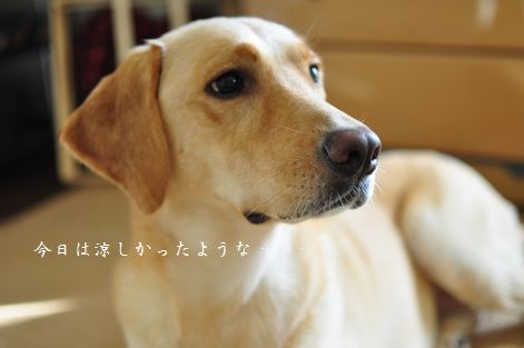 母ちゃんちの晩御飯とどたばた日記