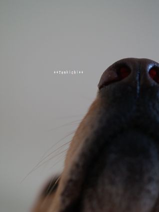 母ちゃんちの晩御飯とどたばた日記