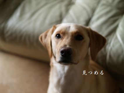 母ちゃんちの晩御飯とどたばた日記