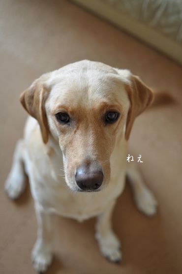 母ちゃんちの晩御飯とどたばた日記