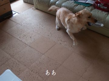 母ちゃんちの晩御飯とどたばた日記