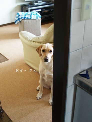 母ちゃんちの晩御飯とどたばた日記