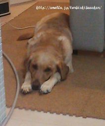 井上かなえオフィシャルブログ　「母ちゃんちの晩御飯とどたばた日記」Powered by Ameba