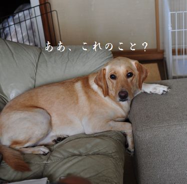 母ちゃんちの晩御飯とどたばた日記