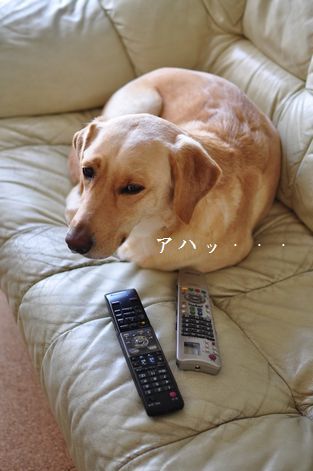 母ちゃんちの晩御飯とどたばた日記