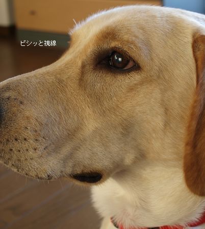 tenkichiのブログ-PB261109
