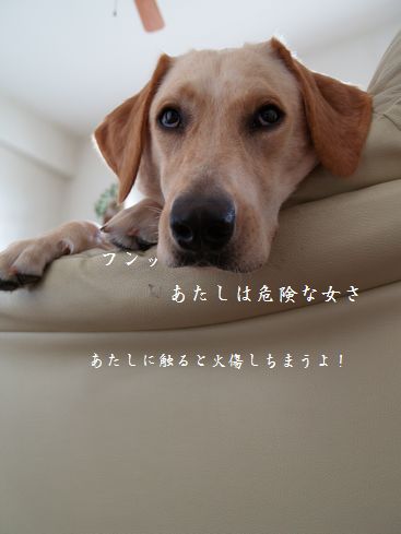 母ちゃんちの晩御飯とどたばた日記-P9025965
