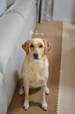 井上かなえオフィシャルブログ 「母ちゃんちの晩御飯とどたばた日記」Powered by Ameba