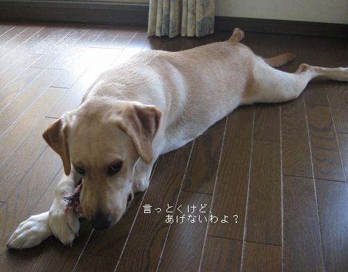 tenkichiのブログ-20081125111658