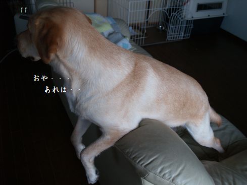 tenkichiのブログ-PC218895