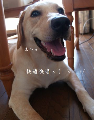 母ちゃんちの晩御飯とどたばた日記-P7295072