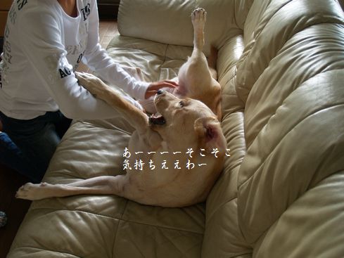 tenkichiのブログ-PA126923
