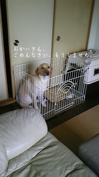 母ちゃんちの晩御飯とどたばた日記