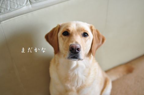 母ちゃんちの晩御飯とどたばた日記