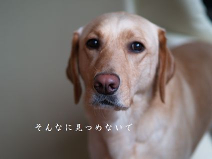 母ちゃんちの晩御飯とどたばた日記