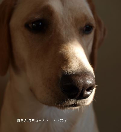 tenkichiのブログ-PB261102