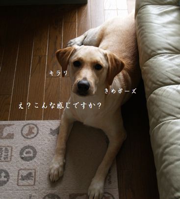 モデルさん