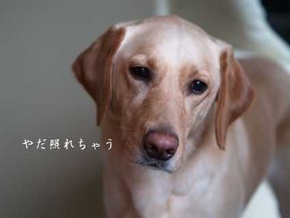 母ちゃんちの晩御飯とどたばた日記