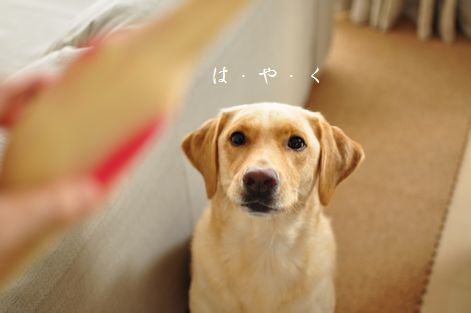 井上かなえオフィシャルブログ　「母ちゃんちの晩御飯とどたばた日記」Powered by Ameba