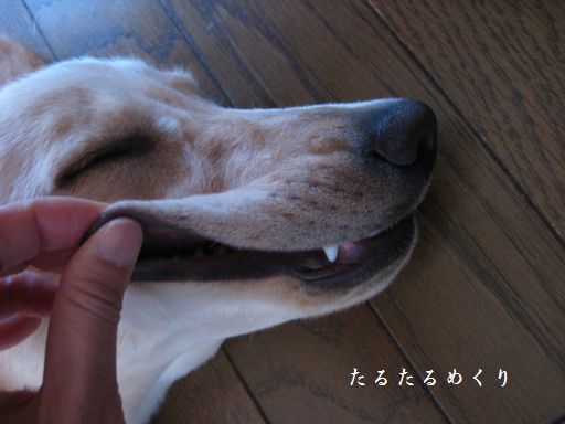 たるたる