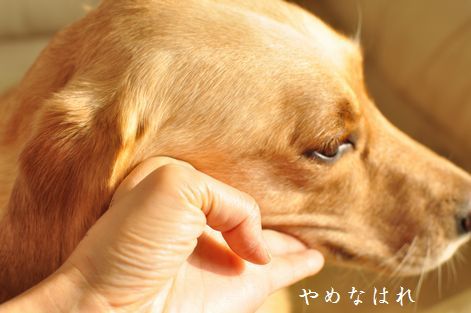 井上かなえオフィシャルブログ　「母ちゃんちの晩御飯とどたばた日記」Powered by Ameba