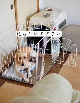 母ちゃんちの晩御飯とどたばた日記