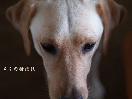 母ちゃんちの晩御飯とどたばた日記