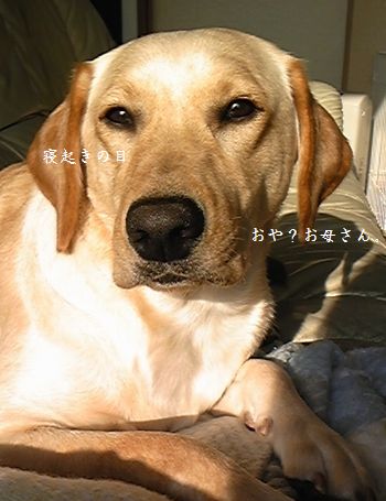 寝起き