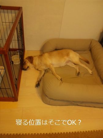 井上かなえオフィシャルブログ　「母ちゃんちの晩御飯とどたばた日記」Powered by Ameba