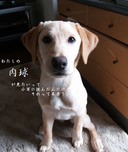 肉球お披露目