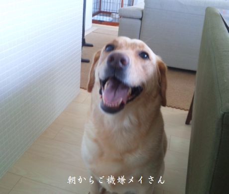 井上かなえオフィシャルブログ　「母ちゃんちの晩御飯とどたばた日記」Powered by Ameba