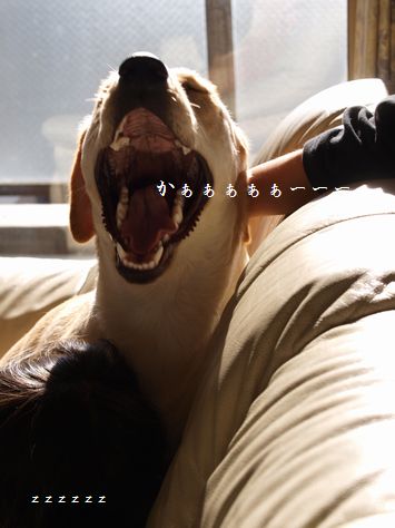 tenkichiのブログ-PC071590
