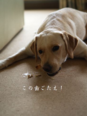母ちゃんちの晩御飯とどたばた日記-むしゃ3