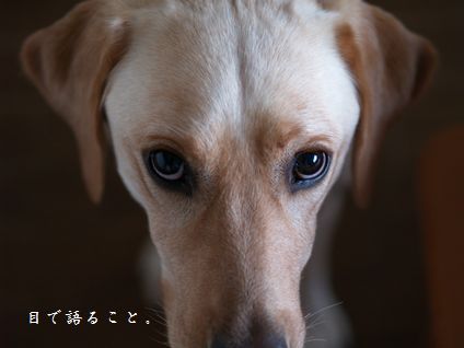 母ちゃんちの晩御飯とどたばた日記