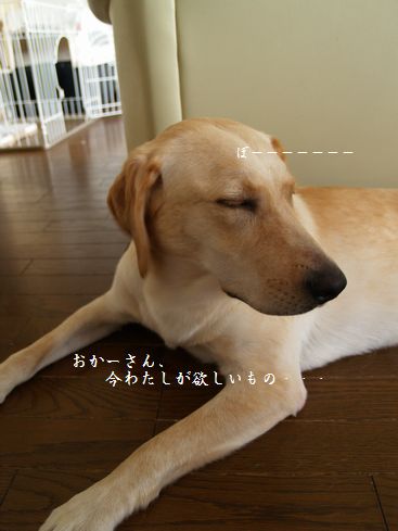 母ちゃんちの晩御飯とどたばた日記-P8295867