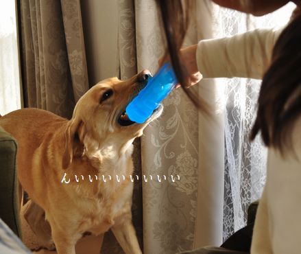 井上かなえオフィシャルブログ　「母ちゃんちの晩御飯とどたばた日記」Powered by Ameba