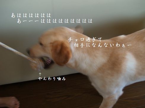 母ちゃんちの晩御飯とどたばた日記-P7254788